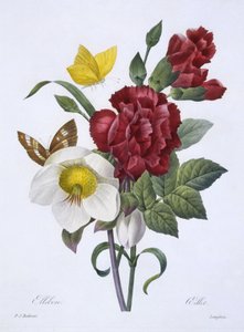 Ellebore et Oeillet ، من "Choix des plus belles fleurs" ، منشور في باريس ، 1829 (نقش يدوي اللون)